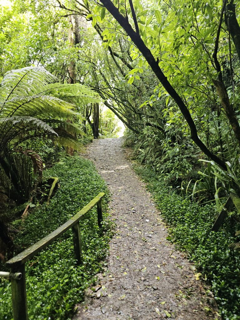 hokitika-glowworm-dell