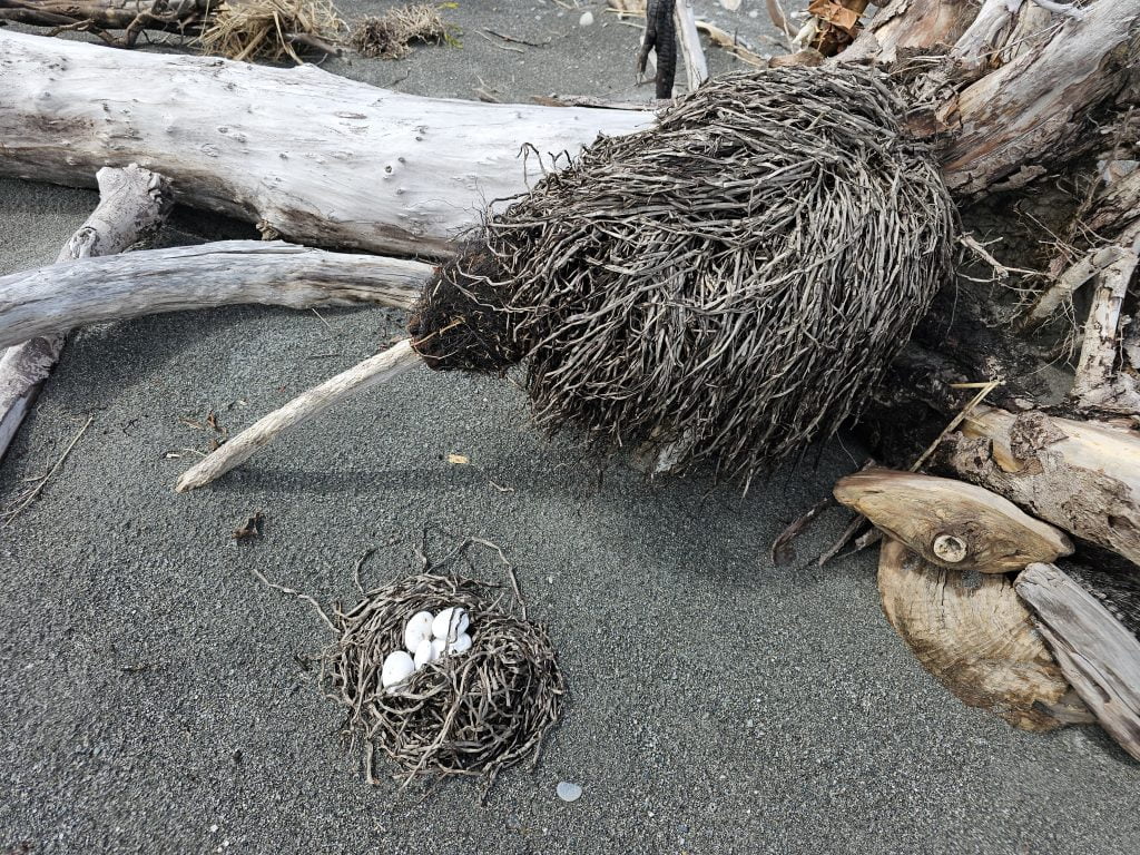 best-things-to-do-in-hokitika
