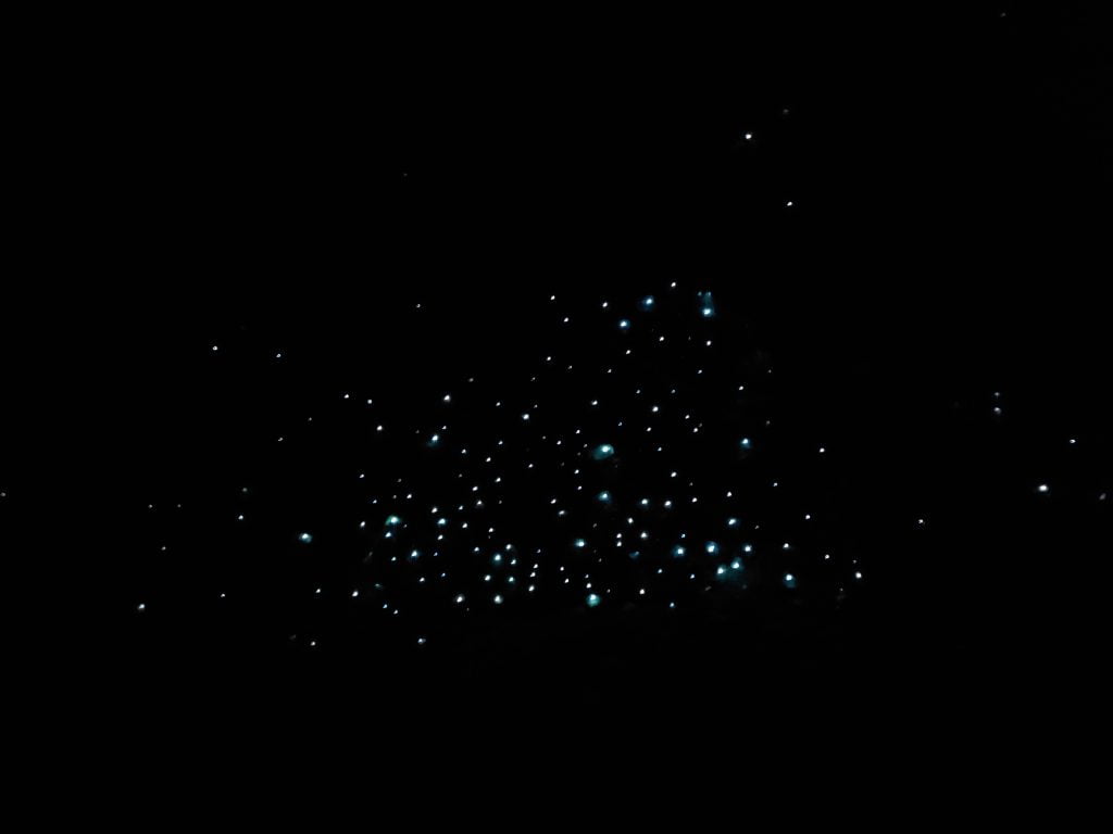 hokitika-glowworm-dell